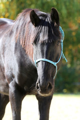 Obraz premium Detail of a saddle horse head closeup portrait in a landscape