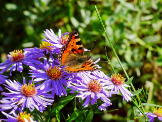 butterfly on flower