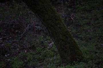 Beautiful tree with moss and bokeh