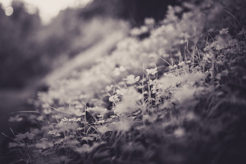 Beautiful clovers in black and white with bokeh