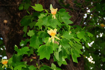 Flowers of Liriodendron tree at Boboli Garden in Florence. Italy