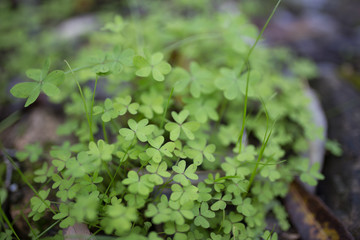 Beautiful green clovers with bokeh