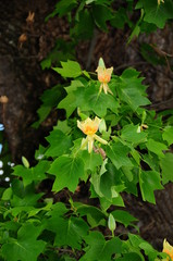 Flowers of Liriodendron tree at Boboli Garden in Florence. Italy