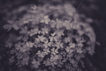 Beautiful clovers in black and white with bokeh