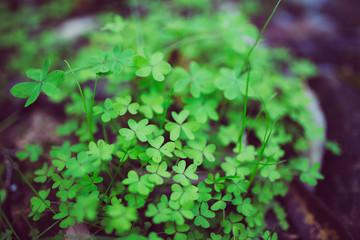 Beautiful green clovers with bokeh