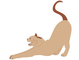 Stretching beige cat isolated on white background, vector eps 10