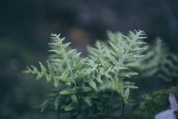 Beautiful green ferns with bokeh