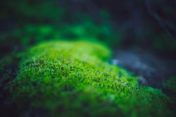 Beautiful green moss with bokeh