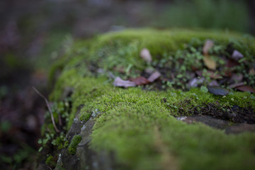 Beautiful green moss with bokeh