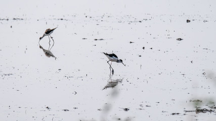 Black-winged Stilt birds (Himantopus birds) in the rice field.