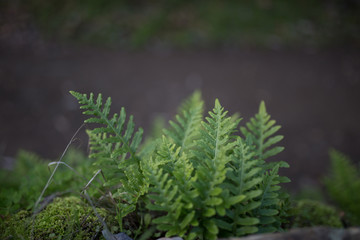 Beautiful green ferns with bokeh