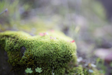 Beautiful green moss with bokeh