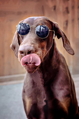 Brown Doberman dog with black round sunglasses
