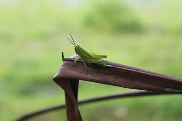 A view of green grasshoppers perched on dry coconut palm leaves