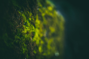 Beautiful green moss with bokeh