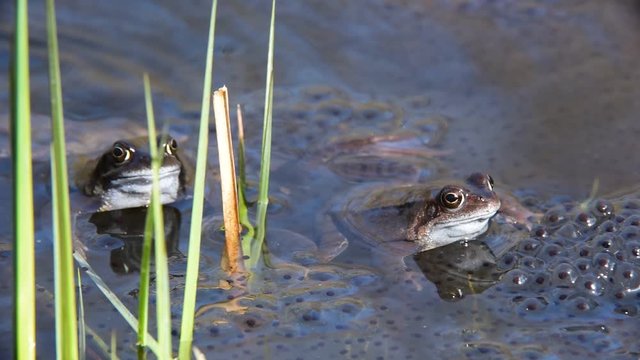 Two European common frogs floating among frogspawn in pond