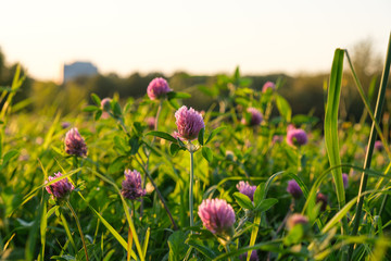 Summer field of clovers in the evening sunlight, selective focus