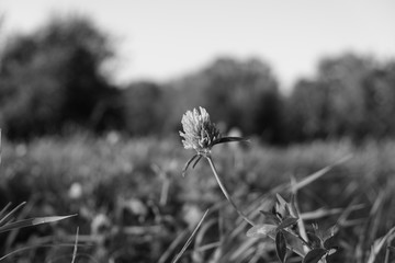 Close up black and white shot of clover clover. Shot with nice bokeh