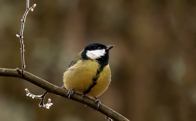 tit