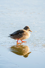 wild ducks in the nature of a sunny day