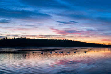 white swans at sunrise under colorful sky