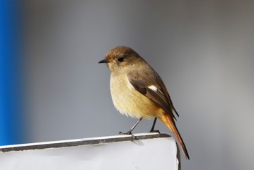 Daurian Redstart's females are more sober than males, but they have white spots on their wings.