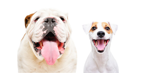 Fototapeta premium Portrait of English bulldog and Jack Russell terrier together isolated on white background