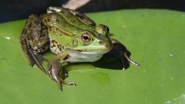 Edible frog sitting on floating leaf of white water liliy in pond