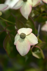 Flowering dogwood Cappuccino