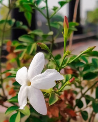 A beautiful flower of a Jasmin