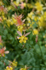 Golden columbine
