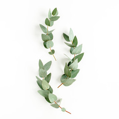 Pattern made of eucalyptus branches and leaves on white background. Flat lay, top view. floral concept