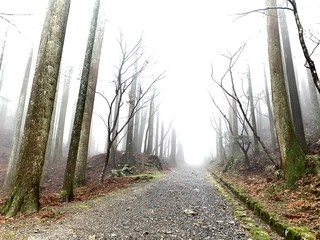 並木道に霧かかり