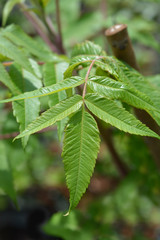 Staghorn sumac