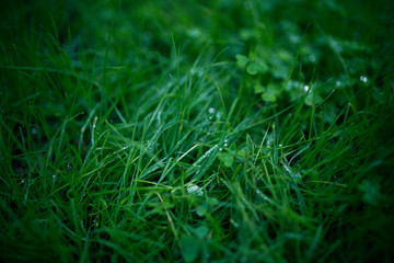 Beautiful green grass with water droplets and bokeh