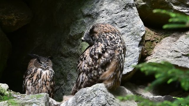 Eurasian eagle owl couple sitting on rock ledge in cliff face