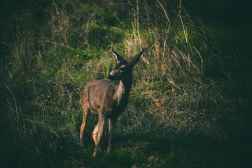 Deer walking on a forest path