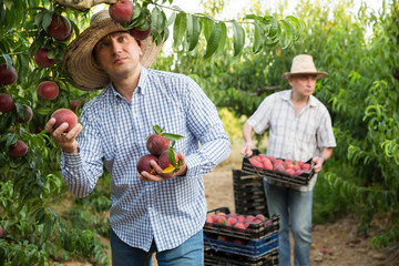 Male  professional horticulturist picking peaches from tree