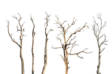 Set of dry tree branch isolated on white background. Object with clipping path.