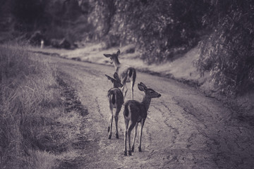 Deer walking on a forest path in black and white