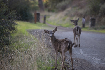 Deer walking on a forest path
