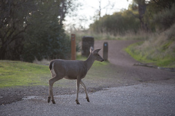 Fototapeta premium Deer walking on a forest path