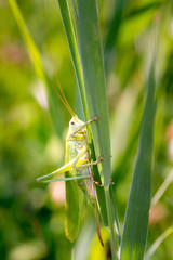 Tettigonia viridissima - Great green bush cricket - grosses Heupferd.