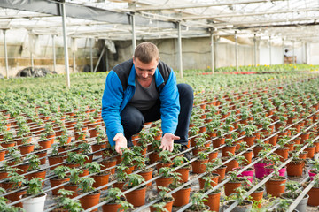 Farmer cultivating tomatoes