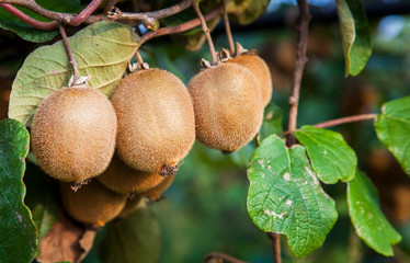 Kiwi fruits on an orchard in southern Italy