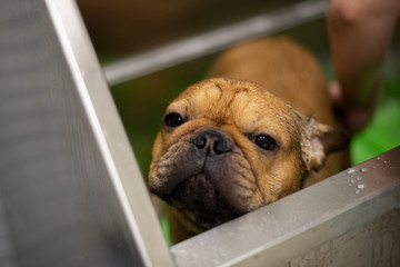 french bulldog in grooming salon