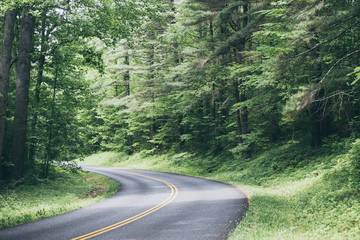 Beautiful country road in the summer