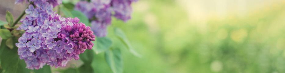 Blossoming tree in spring close-up. Beautiful panoramic image, tinted.