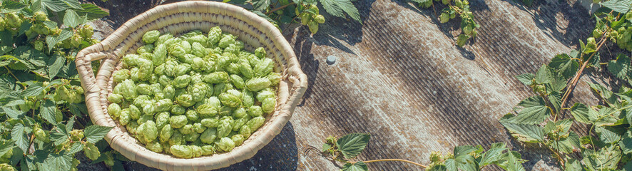 Cones of hops in a basket for making natural fresh beer, concept of brewing. Beautiful panoramic...
