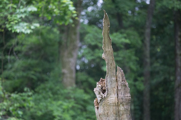 Beautiful dead tree with bokeh 